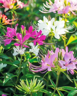 Sementes de Spiderflower Cleome hassleriana Colour Fountain Mix Anual