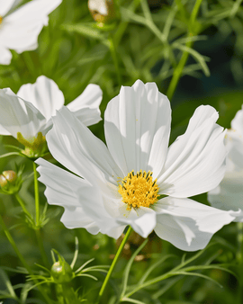 Cosmos Hummingbird White Seeds Cosmos Bipinnatus Annual Flower