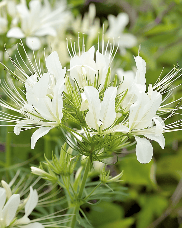 Semillas de cleome White Queen (Cleome hassleriana) – flor anual
