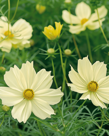 Sementes Xanthos (Cosmos bipinnatus) – flor anual