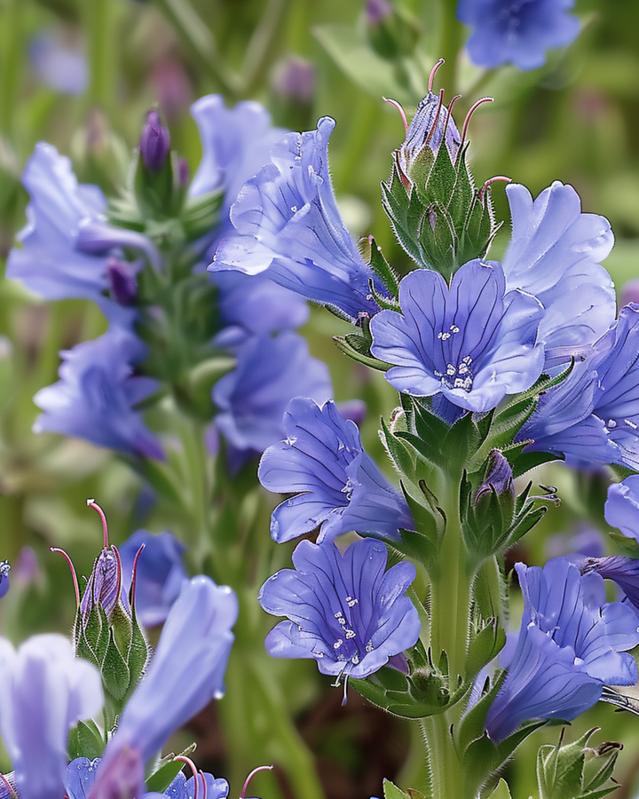 Sementes de equium (Echium plantagineum) – flor anual