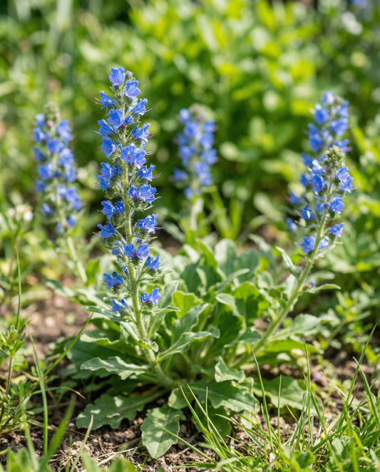 Equium (Echium plantagineum) – sementes de flor anual da SeedsChoice