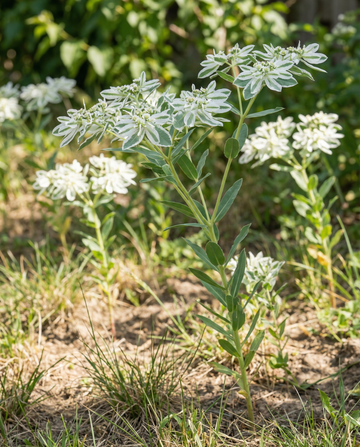 Snow On The Mountain (Euphorbia marginata) – sementes de flor anual da SeedsChoice