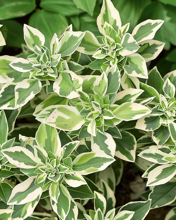 Sementes de Snow On The Mountain (Euphorbia marginata) – flor anual