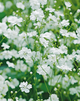 Semillas de Baby's Breath Covent Garden White Gypsophila elegans anual