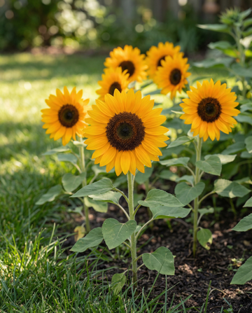 Girassol Sunrich Orange F1 Pollenfree (Helianthus annuus) – sementes de flor anual da SeedsChoice