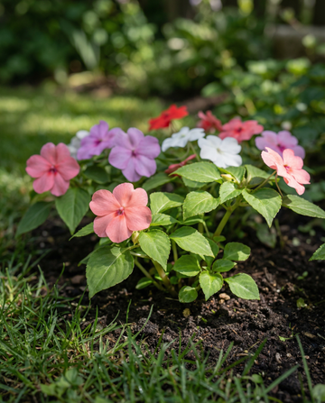 Sementes de beijo-perfeito Baby Mixed (Impatiens walleriana) – sementes de flor anual da SeedsChoice