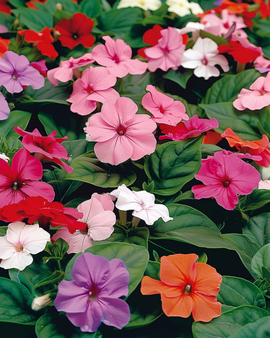 Sementes de beijinhos Impatiens walleriana Baby Mixed flor anual