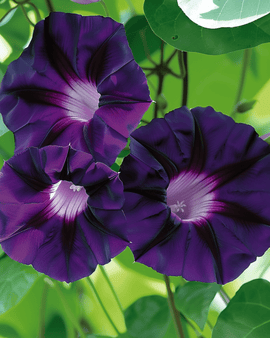 Sementes de Ipomoea Purpurea Grandpa Ott Trepadeira Anual Flores Roxas