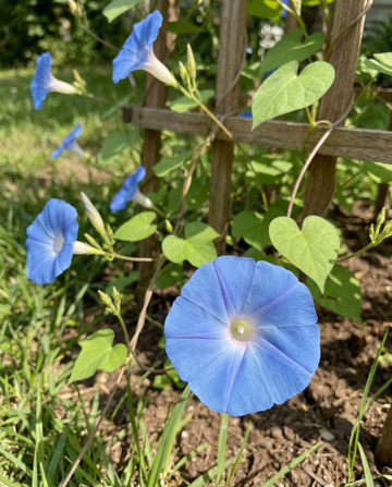 Correhuela trepadora Clarks Blue (Ipomoea tricolor) – semillas de trepadora anual de SeedsChoice