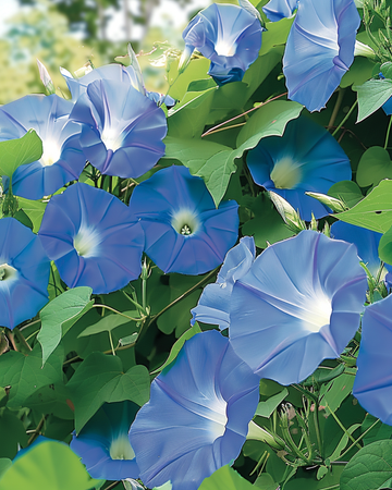 Semillas de correhuela trepadora Clarks Blue (Ipomoea tricolor) – trepadora anual