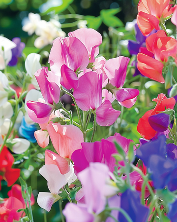 Semillas de guisante de olor Sweet Pea Colorama Mix (Lathyrus odoratus) – flor anual
