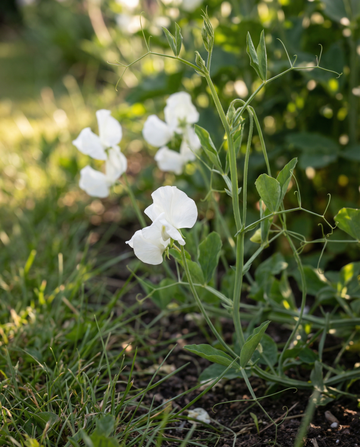 Ervilha-de-cheiro Royal Family White (Lathyrus odoratus) – sementes de flor anual da SeedsChoice