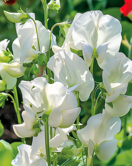 Semillas de guisante de olor Royal Family White Lathyrus Odoratus anual