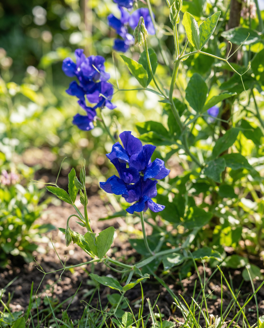 Chícharo-de-cheiro Royal Family Blue (Lathyrus odoratus) – sementes de flor anual da SeedsChoice