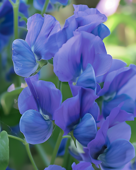 Semillas de guisante de olor Royal Family Blue Lathyrus Odoratus anual