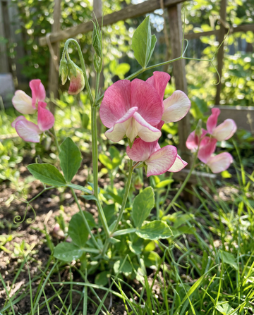 Chícharo-de-cheiro trepador Painted Lady (Lathyrus odoratus) – sementes de trepadeira anual da SeedsChoice