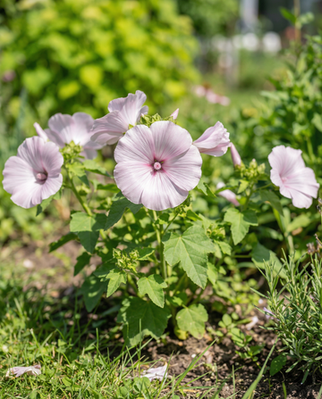 Malva Silver Cup (Lavatera trimestris) – sementes de flor anual da SeedsChoice