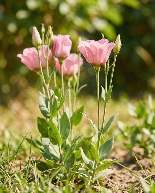 Lisianthus Rosa Simples (Eustoma russellianum) – sementes de flor anual da SeedsChoice