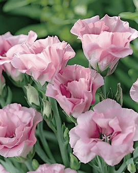 Sementes de Lisianthus Rosa Simples Eustoma russellianum Flor Anual