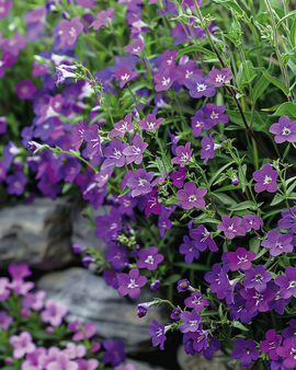 Sementes de Lobélia Pendente Lobelia Erinus Anual Sapphire