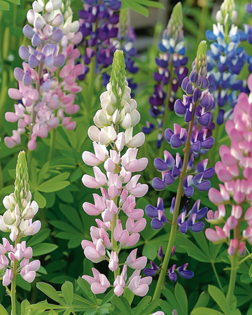 Sementes de Lupin Pixie Delight Mixed (Lupinus nanus) – mistura anual
