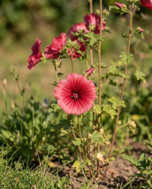 Red Queen (Malope trifida) – semillas de flor anual de SeedsChoice