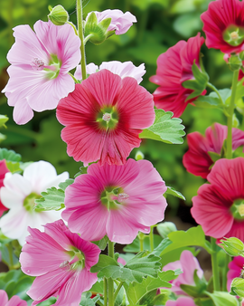 Sementes de Malope Malope trifida Anual Cores Mistas Grandiflora
