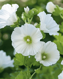 Sementes de Malope White Queen Malope trifida Flor Anual