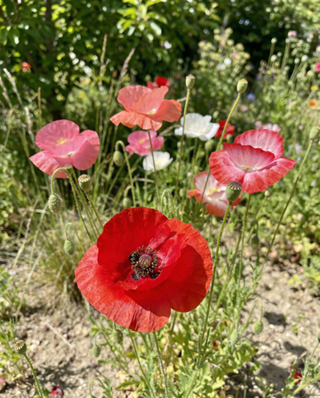 Papoila mistura (Papaver rhoeas) – sementes de flor anual da SeedsChoice