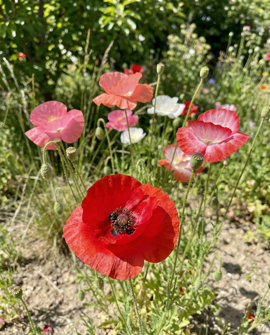 Amapola mezclada (Papaver rhoeas) – semillas de flores anuales de SeedsChoice