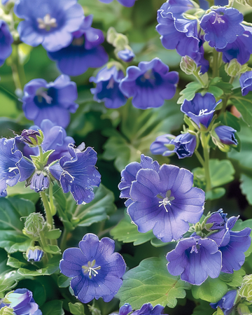 Sementes de sino-da-califórnia (Phacelia campanularia) – flor anual
