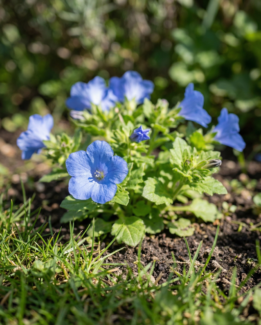 Campânula-da-Califórnia (Phacelia campanularia) – sementes de flor anual da SeedsChoice