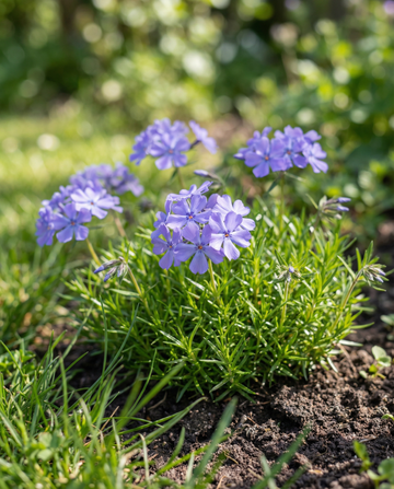 Blue Beauty (Phlox nana) – sementes de flor anual da SeedsChoice