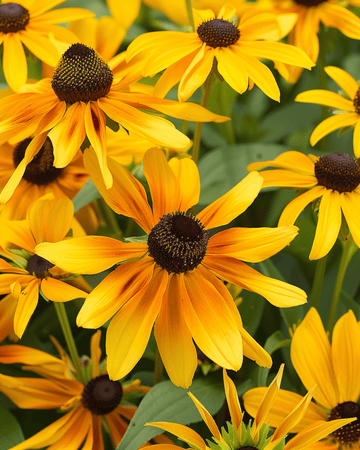 Sementes de Cone Gloriosa Daisy (Rudbeckia hirta) – flor anual