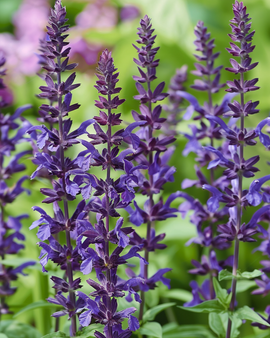 Sementes de Sálvia-dos-prados Salvia Nemorosa Perene New Dimension Blue