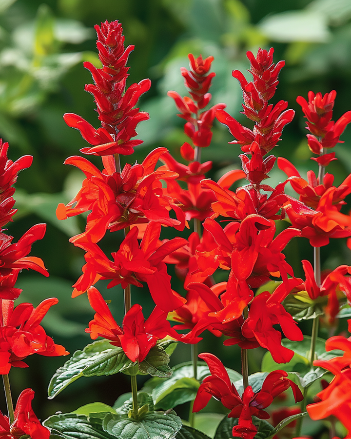 Sementes St. John's Fire (Salvia splendens) – flor anual