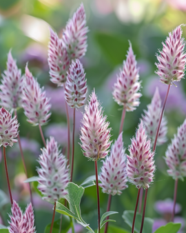 Sementes Lambs Tails Ptilotus Exaltatus Joey Flor Perene