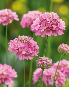 Sementes de Scabiosa Salmon Queen Scabiosa Atropurpurea Flor Anual
