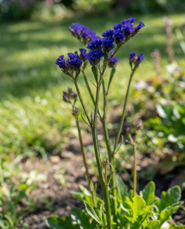 Estátice Fortune Dark Blue (Limonium sinuatum) – sementes anuais da SeedsChoice