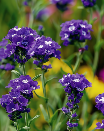 Sementes de estátice Fortune Dark Blue (Limonium sinuatum) – anual