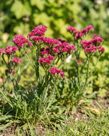 Statice Fortune Deep Rose (Limonium sinuatum) – semillas anuales de SeedsChoice