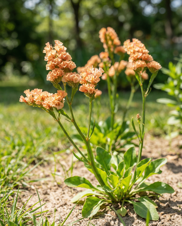 Estátice Apricot Shades (Limonium sinuatum) – sementes anuais da SeedsChoice