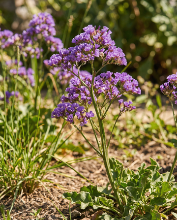 Semillas de lavanda de mar Purple Attraction (Limonium sinuatum) – flor anual de SeedsChoice