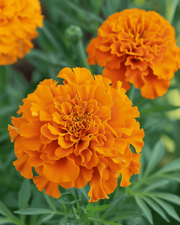Sementes de cravo-de-defunto Hawaii (Tagetes erecta) – flor anual