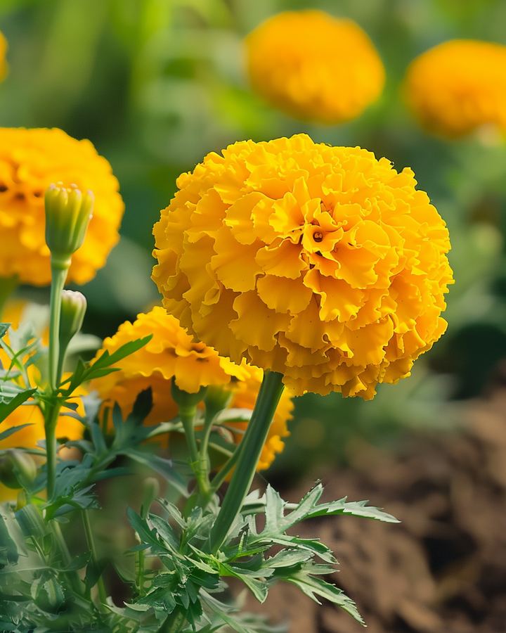 Sementes de cravo-de-burro africano anão Golden Age (Tagetes erecta) – flor anual