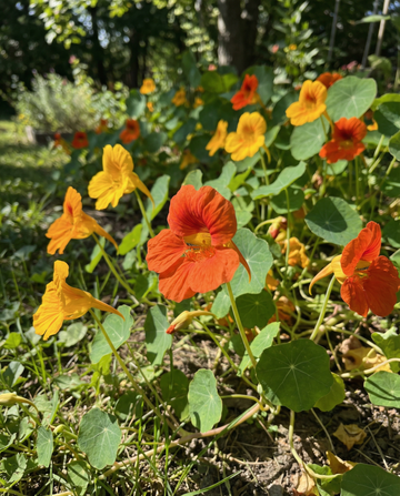 Capuchinha Glorious Gleam (Tropaeolum majus) – sementes anuais da SeedsChoice