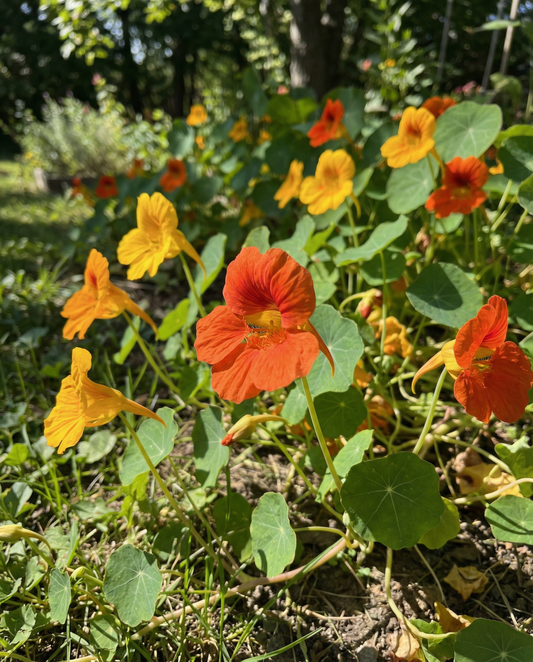 Capuchinha Glorious Gleam (Tropaeolum majus) – sementes anuais da SeedsChoice