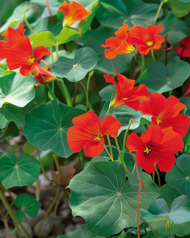 Semillas de capuchina Empress Of India Tropaeolum majus, anual