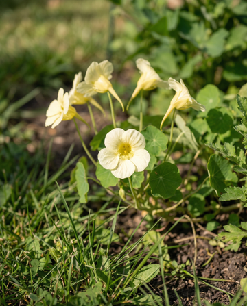 Nastúrcio Milkmaid trepador (Tropaeolum majus) – sementes anuais trepador da SeedsChoice